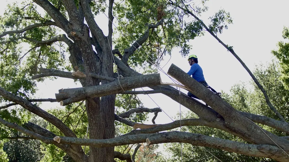 Professional Crown Thinning performed by certified arborists in Glen Flora