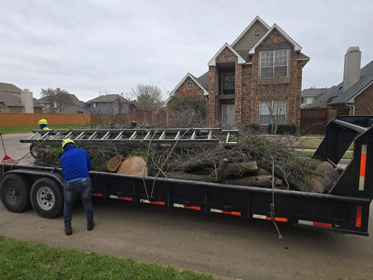 Expert Deadwooding with proper safety equipment in Glen Flora